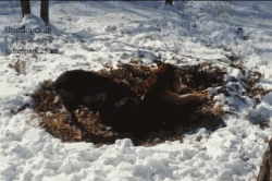 4.gif