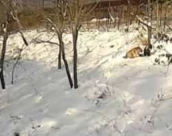 5.gif
